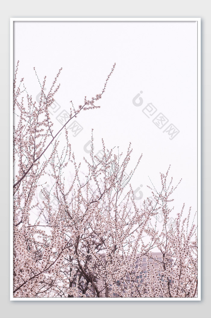 春天樱花花枝摄影图片图片