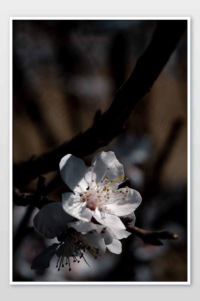 春季花朵绽放桃花樱花旅行旅拍植物摄影