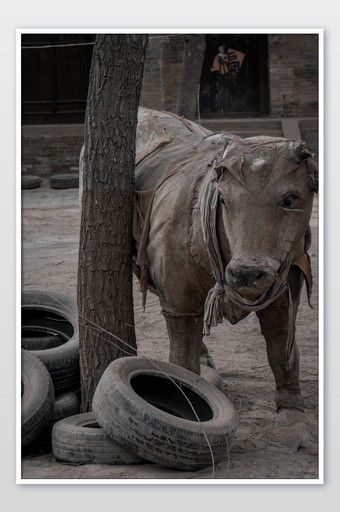 灰色劳动节古城旅游景点牛形雕像摄影图片