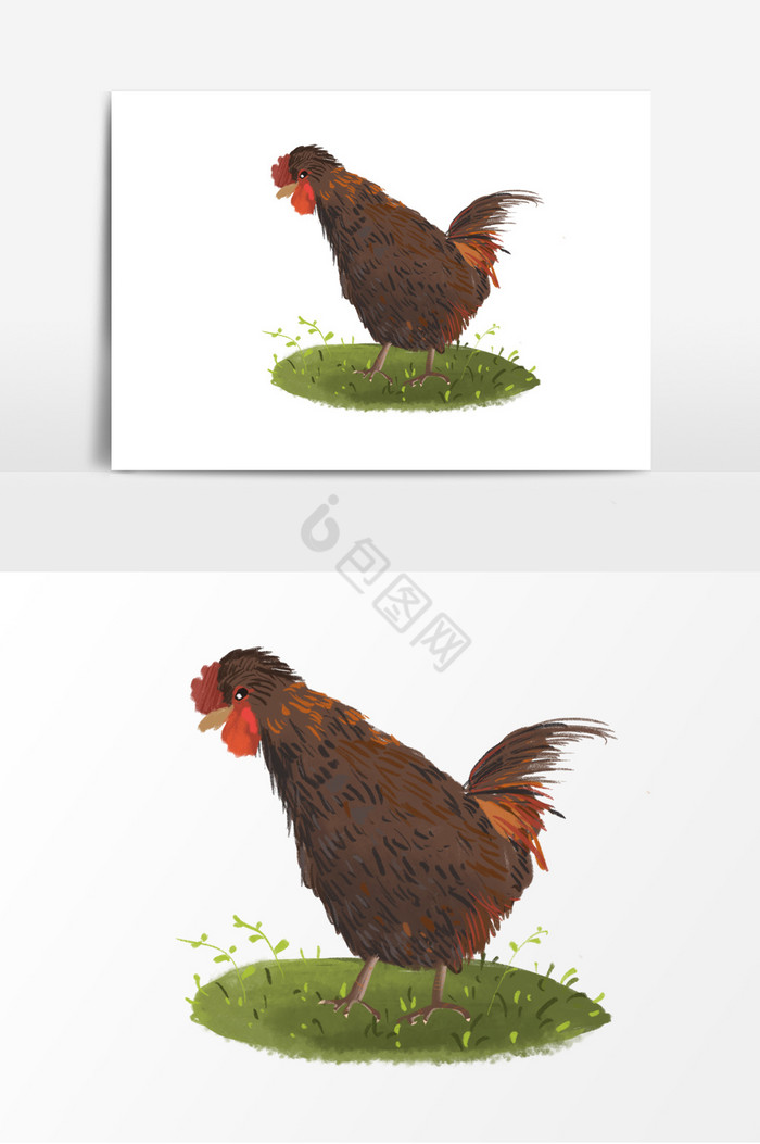 家禽鸡插画图片