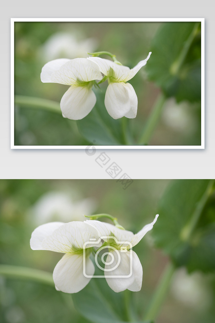 白色豌豆花摄影图片