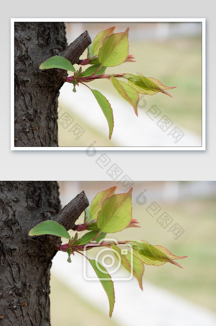 春天树木绿芽摄影图片