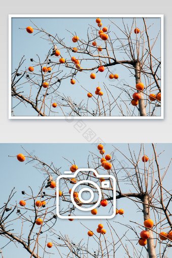 秋天的柿子熟了摄影图片