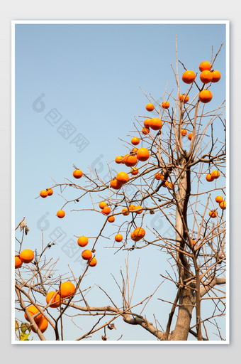 秋天的柿子摄影图片