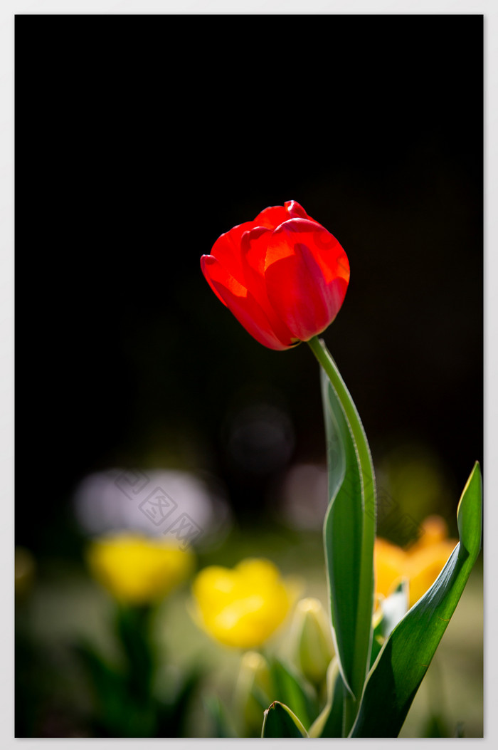 红色单只郁金香摄影图片