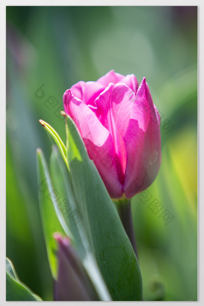 紫色单只郁金香摄影图片