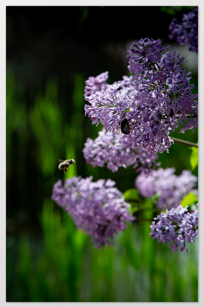 紫色丁香花摄影图片