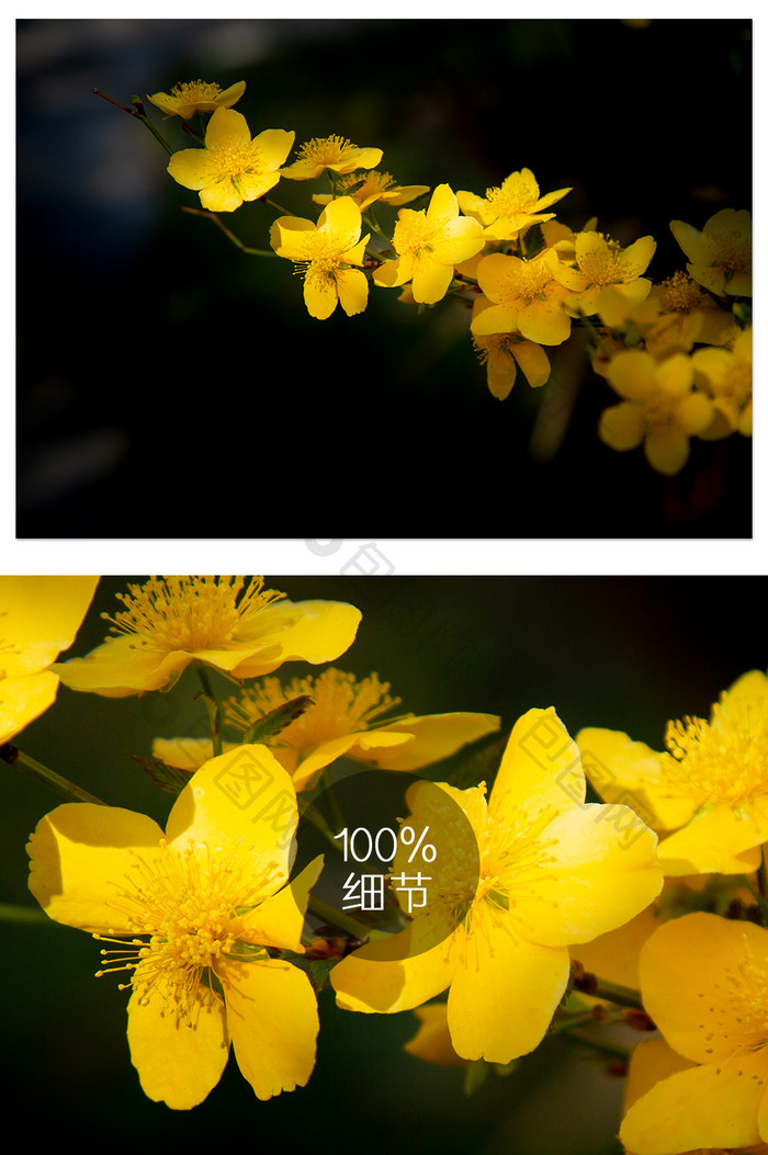 一支棣棠花摄影图片