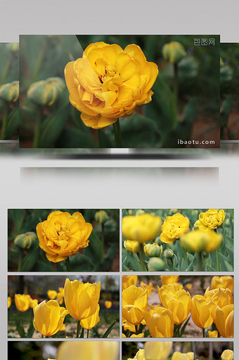 黄色郁金香高清实拍图片