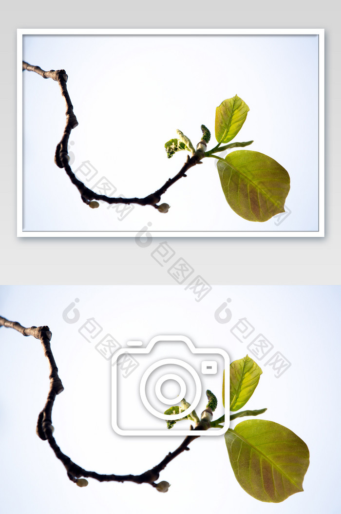 嫩叶绿芽摄影图片