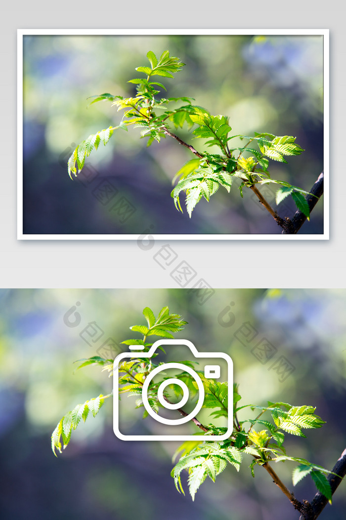 绿叶嫩芽摄影图片