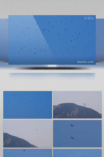 海鸥空中飞翔升格慢动作 实拍视频图片