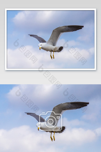 大连的星海广场海鸥摄影图片