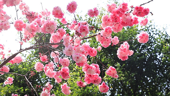 春天美丽盛开日本樱花高清视频素材