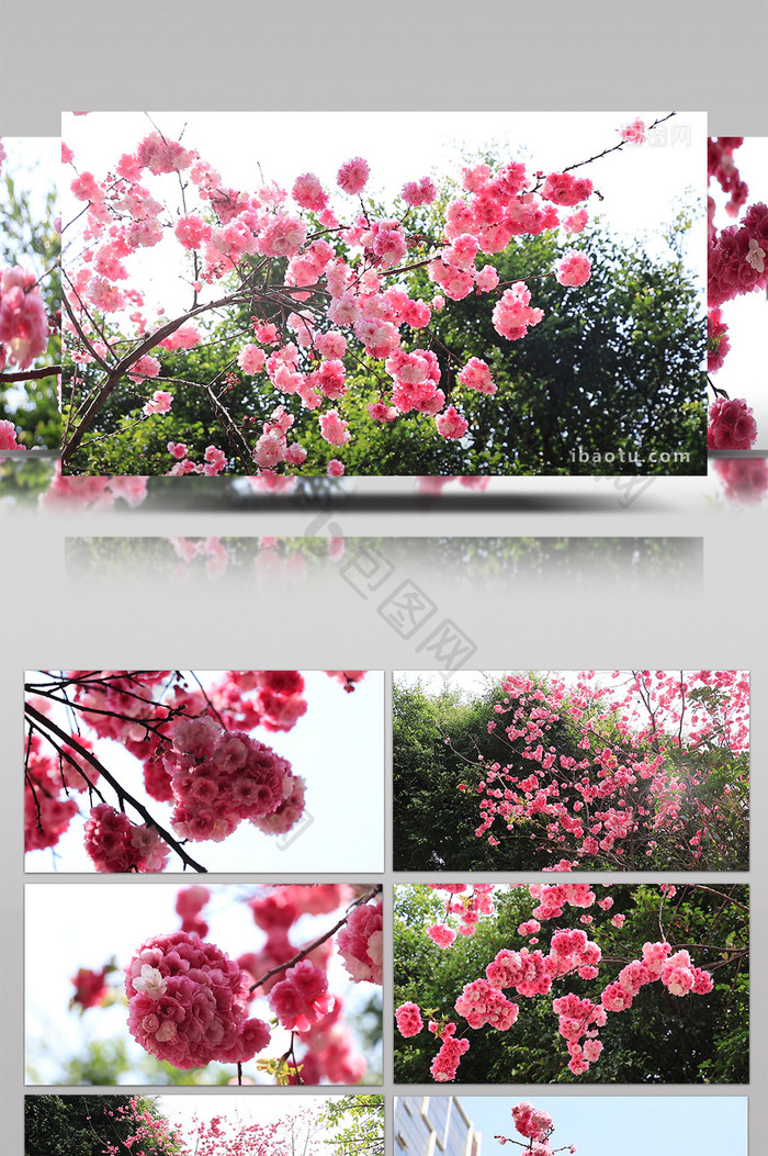 春天美丽盛开日本樱花高清视频素材