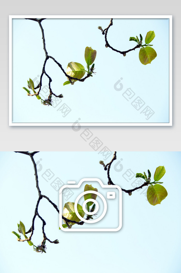 绿叶芽枝摄影图片