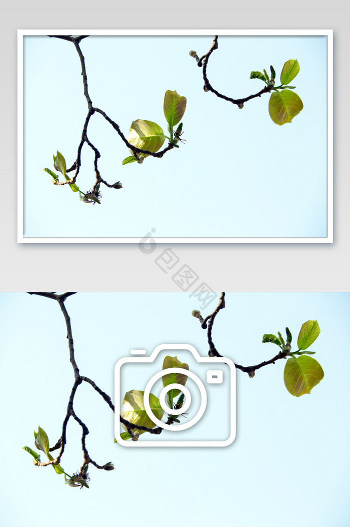 绿叶芽枝摄影图片