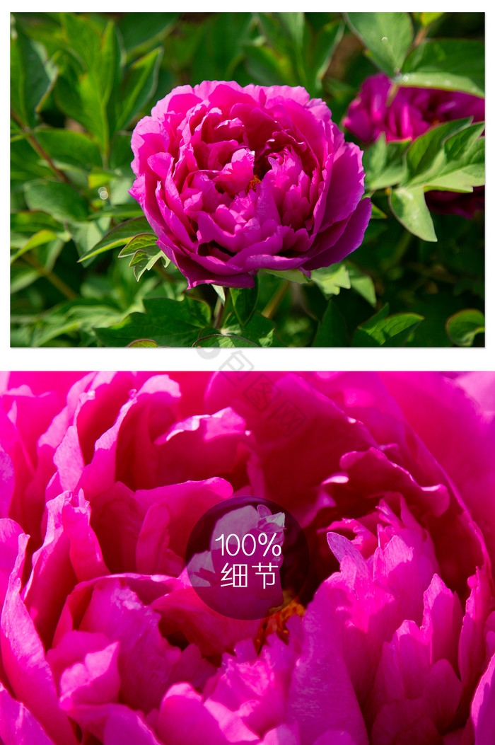 紫红色大牡丹花摄影图片