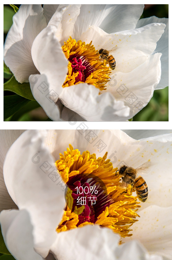 白色牡丹和蜜蜂摄影图片