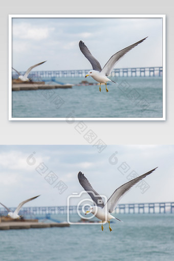 大连星海海鸥的摄影图图片