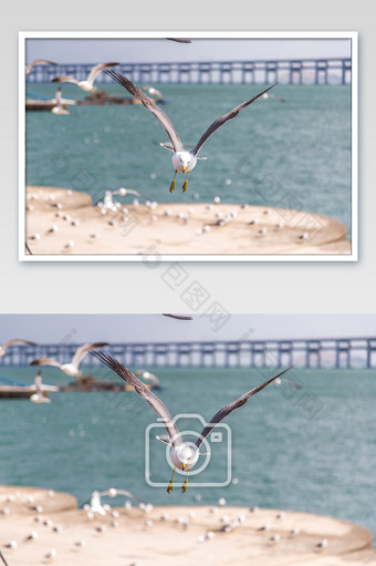 大连星海海鸥摄影图片