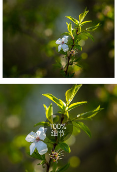 枯萎凋谢的樱花和绿叶特写细节摄影图