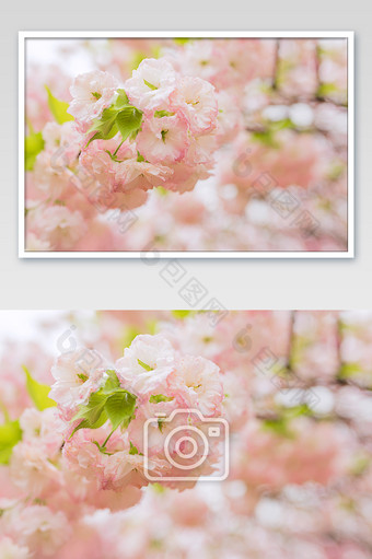 粉白樱花唯美花朵背景素材清新景观平铺高清图片