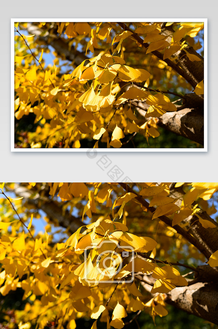 满眼金黄的银杏叶摄影图片图片
