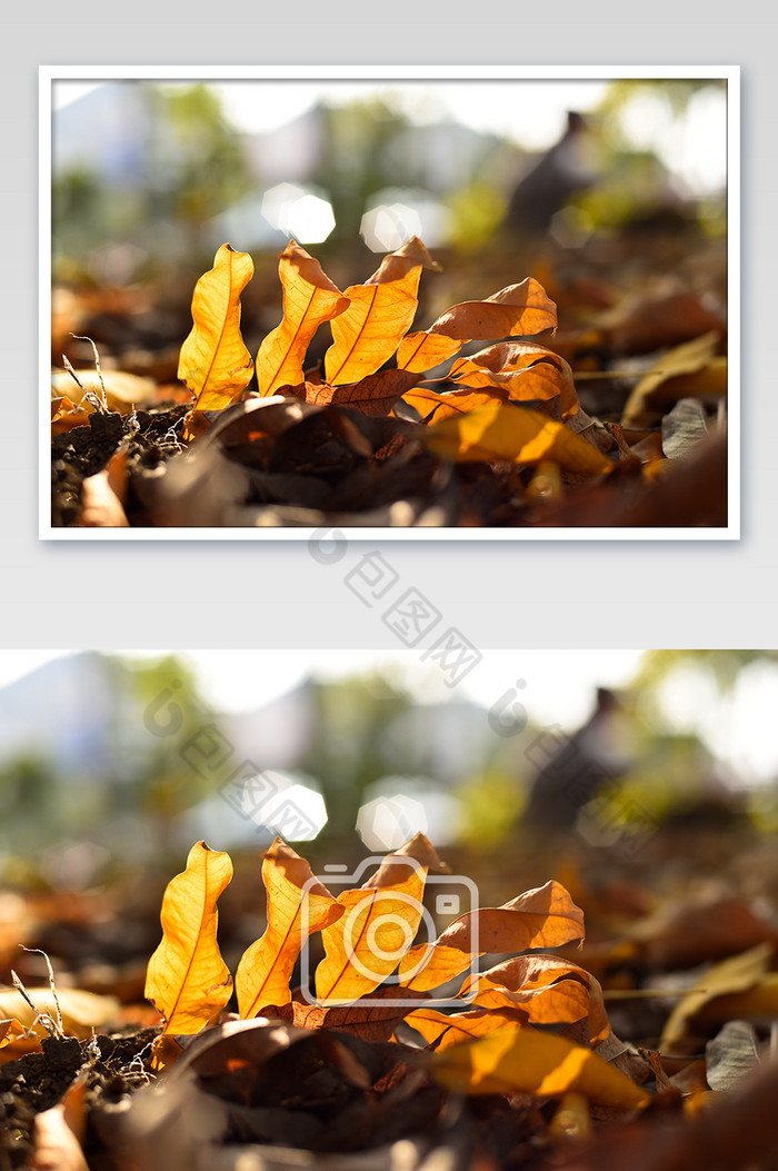虚化背景的黄色落叶摄影图片图片