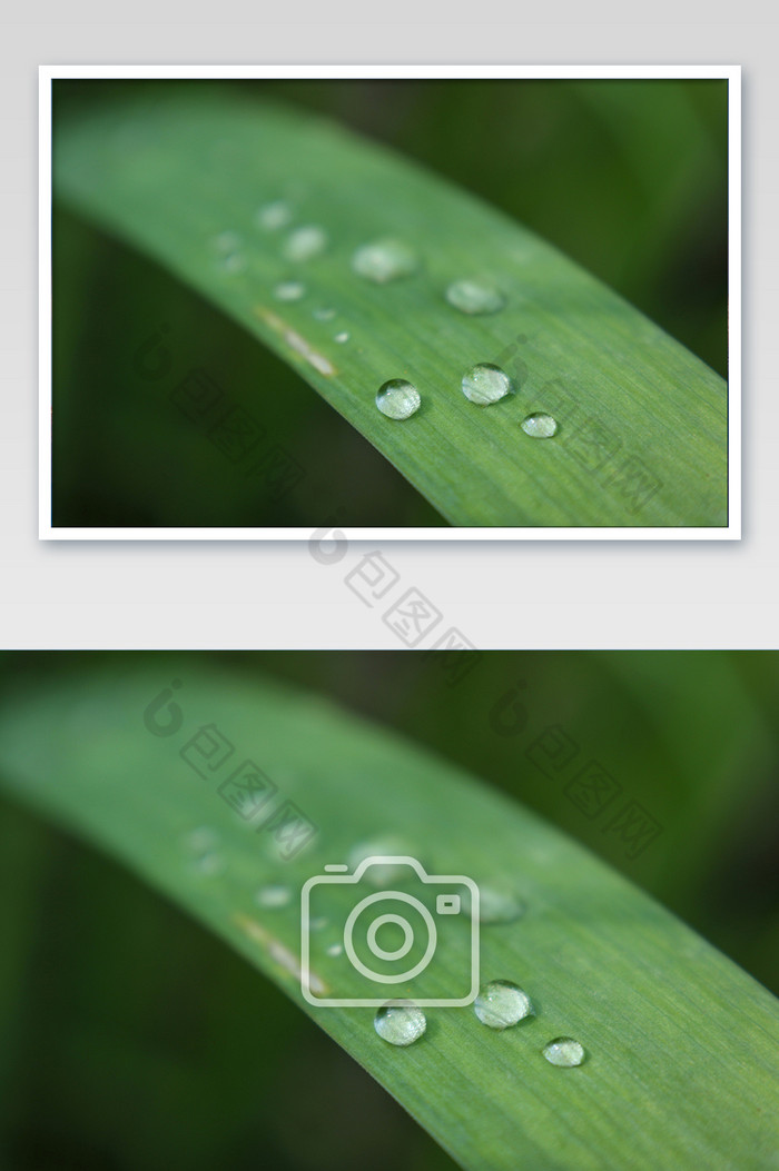 绿草上水滴特写摄影图片图片