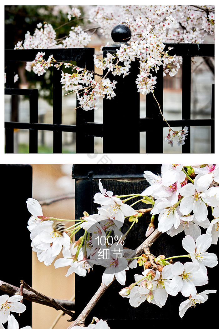 围栏粉色樱花摄影图片
