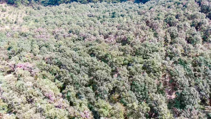 漫山遍野山茶花盛开