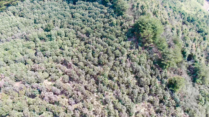 漫山遍野山茶花盛开