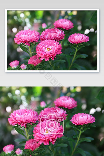 粉色花朵风光植物摄影图片