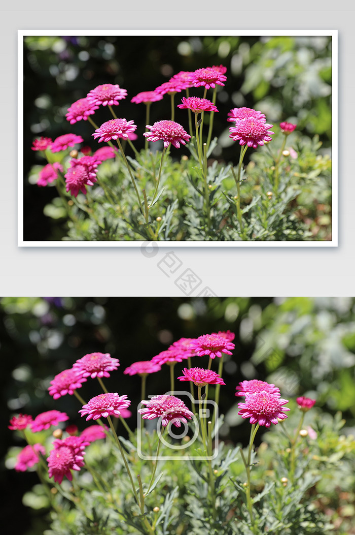 多支粉色花朵风光植物摄影图片