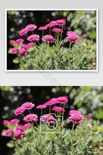 多支粉色花朵风光植物摄影图片