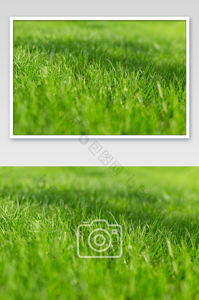 草地草原绿色草皮常用素材摄影高清大图