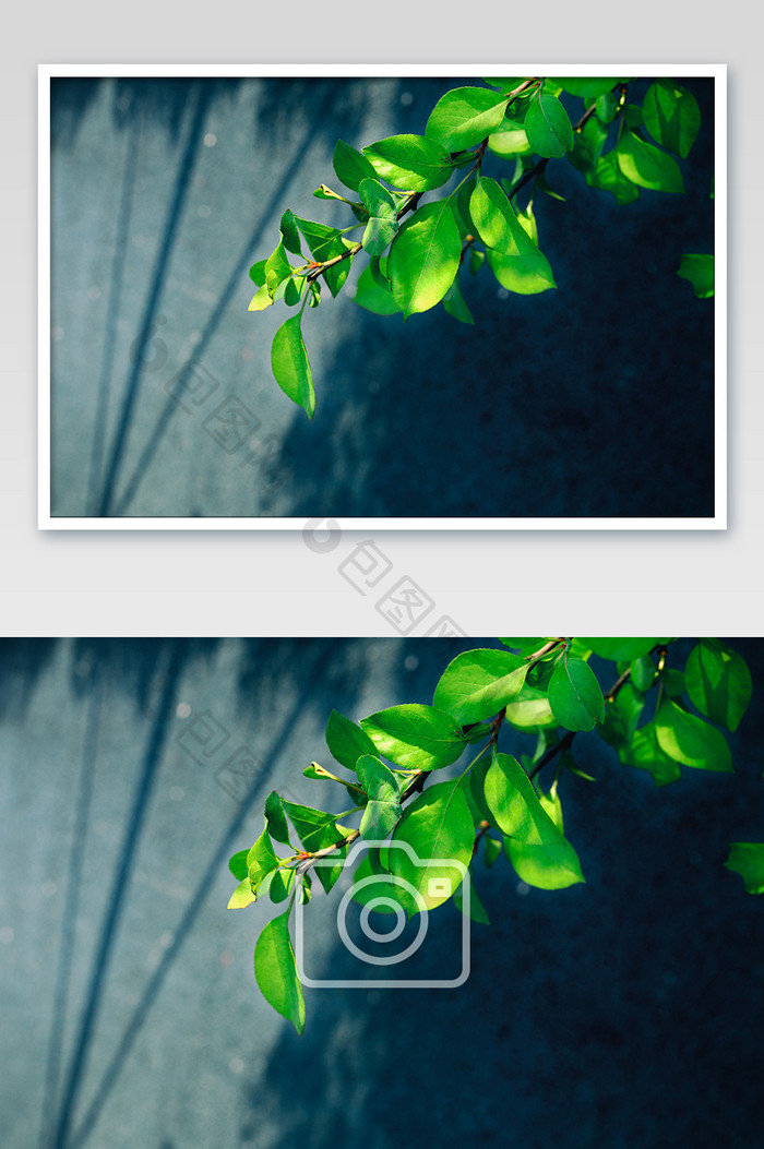 绿叶枝条围墙光影意境素材复古暗调摄影大图