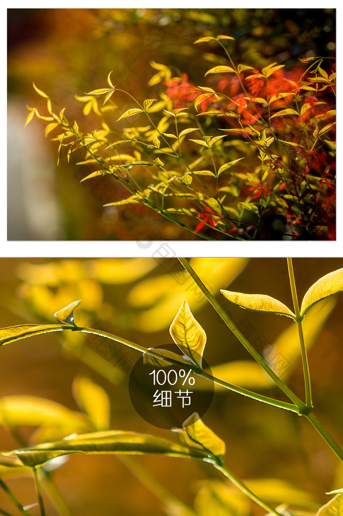 黄色条状树叶摄影图片图片