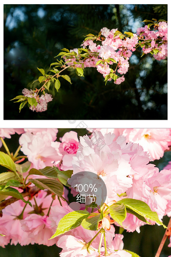 浓郁粉色樱花摄影图片