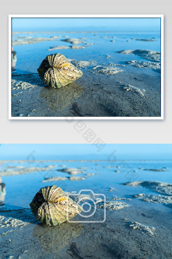 退潮滩涂风光砗磲贝壳海滩图片