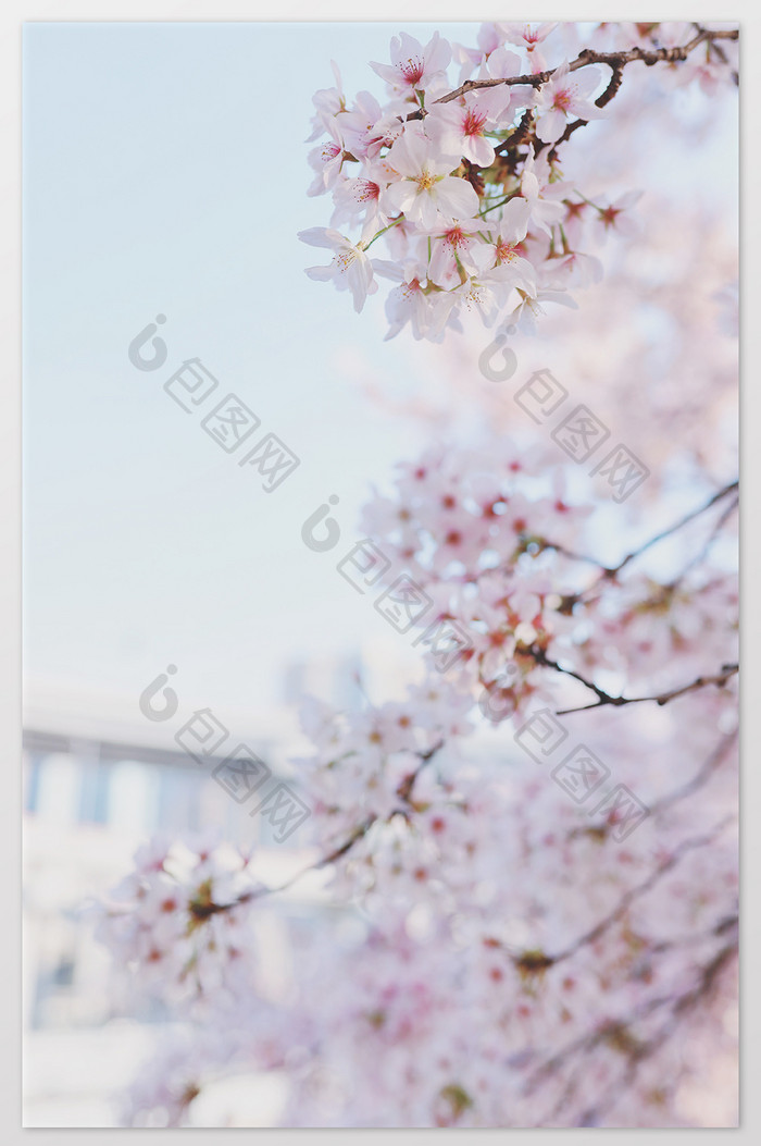 春季樱花清新特写摄影图片