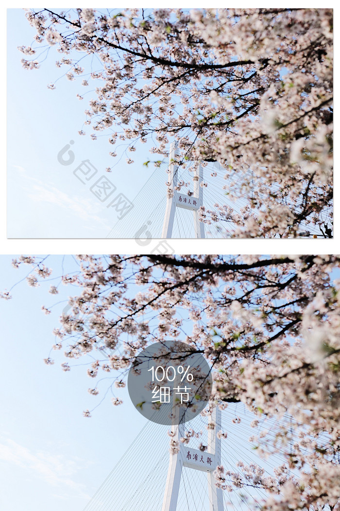 上海春天南浦大桥樱花摄影图片