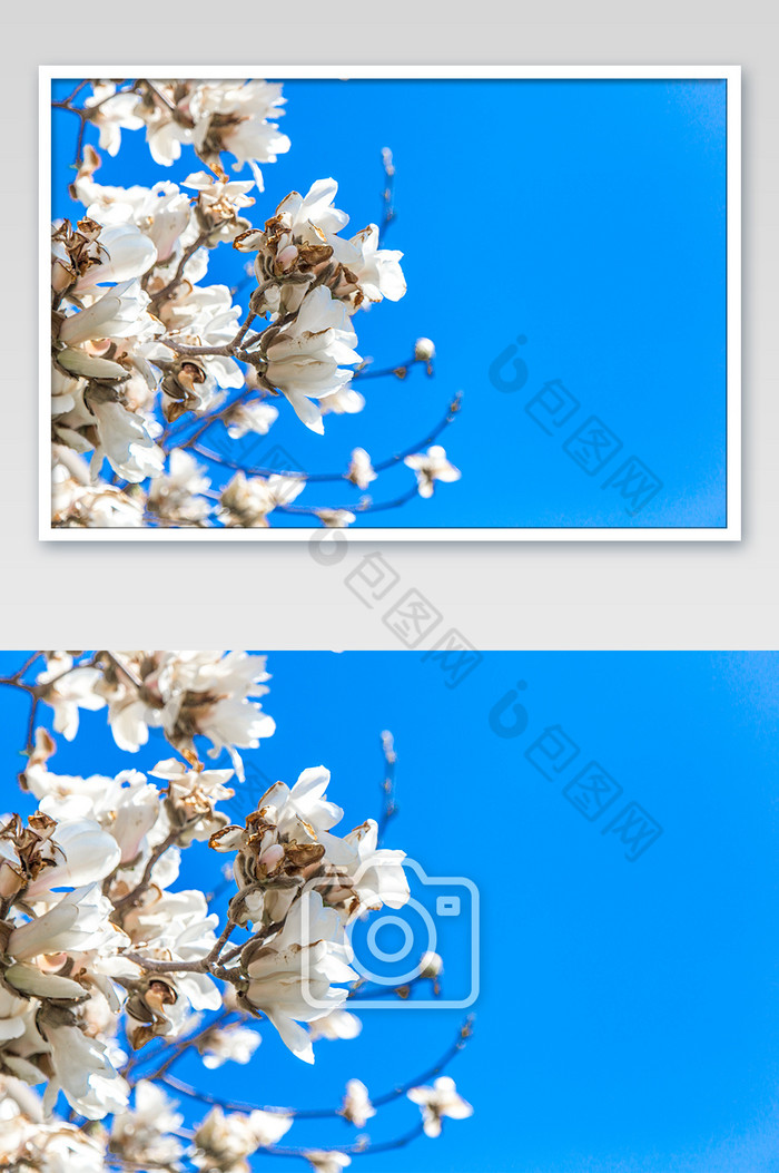 春天盛开的玉兰花摄影图片图片