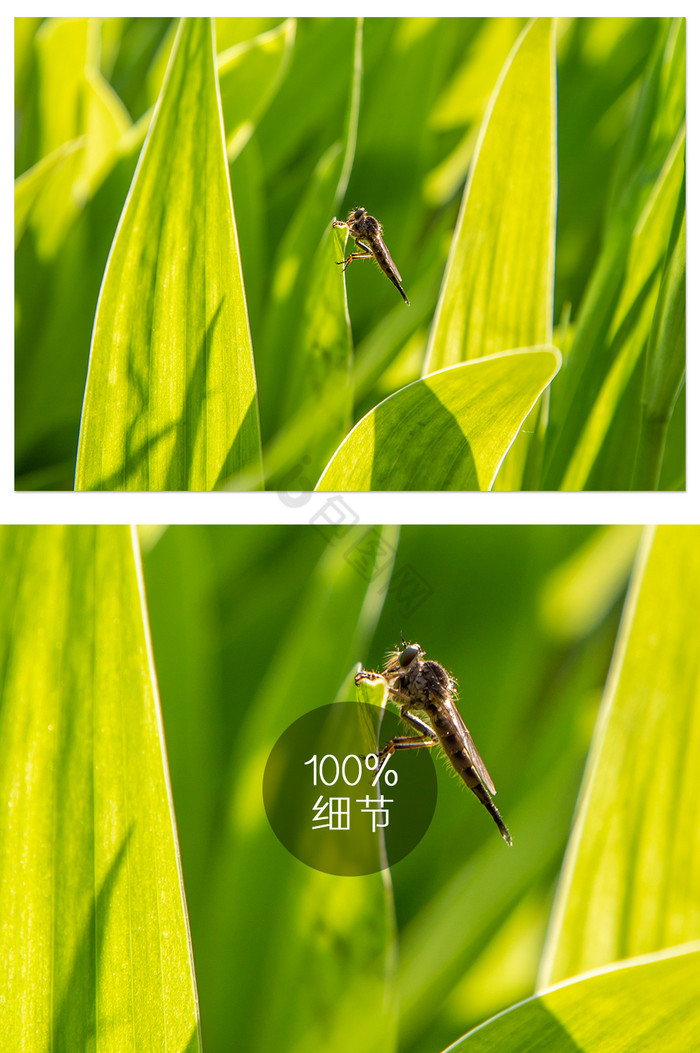 阳光下的昆虫摄影图片