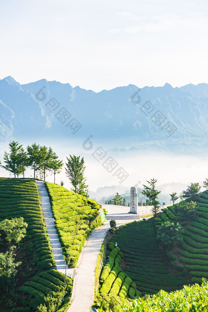 湖北恩施鹤峰县走马镇木耳山茶园