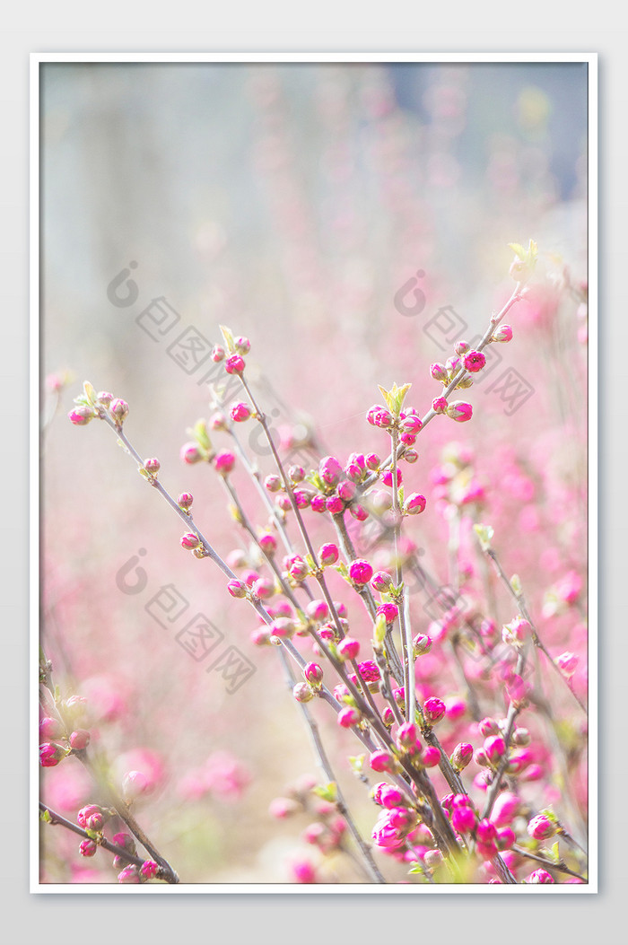 春天清新樱花摄影图片图片