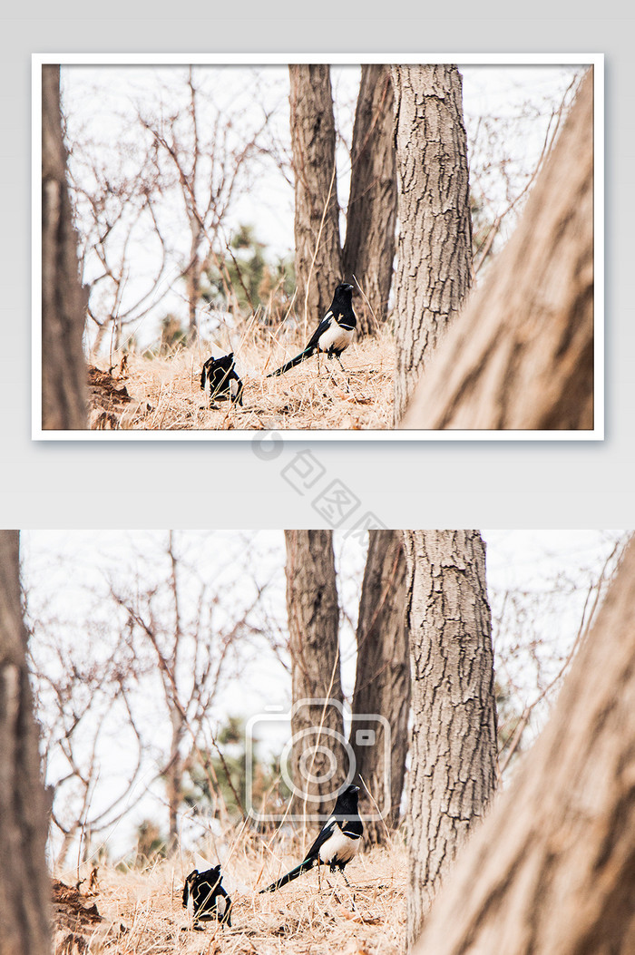野生杜鹃鸟细节摄影图片