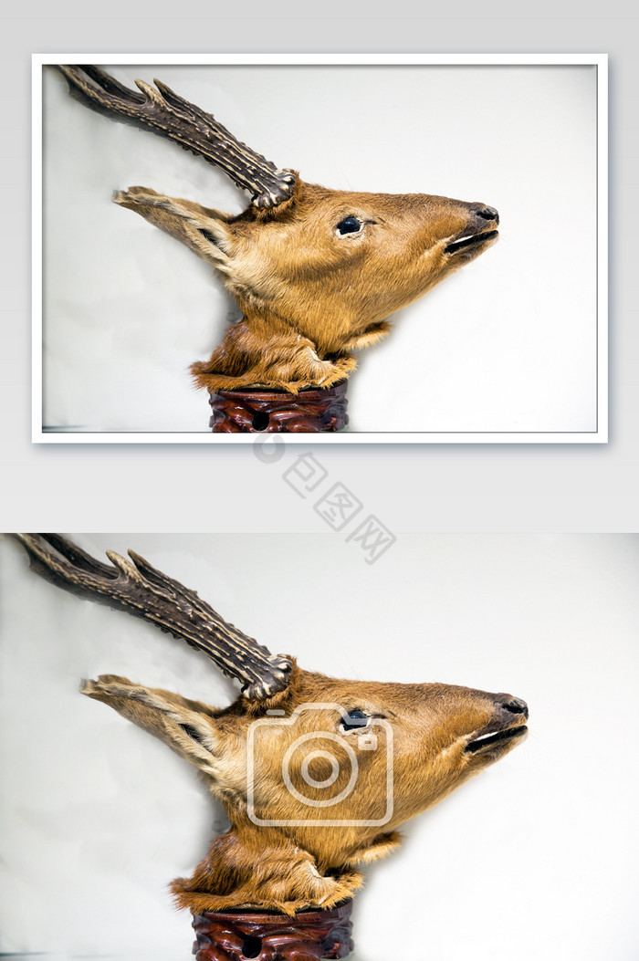 动物保护鹿头标本图片