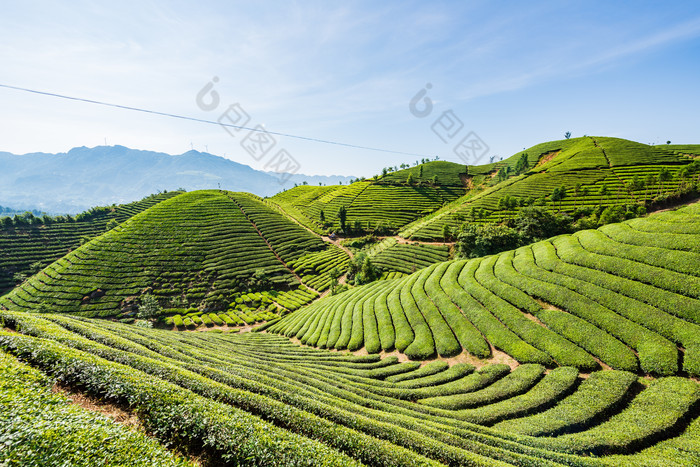 湖北恩施鹤峰县走马镇木耳山茶园